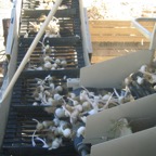 Garlic Air Loader 035