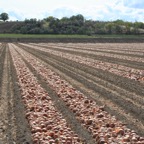 Harvest 2007 080