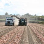 Harvest 2007 081