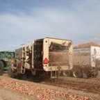 Harvest 2007 091