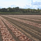 Harvest 2007 078