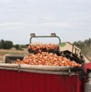 Top Air Onion Harvesting